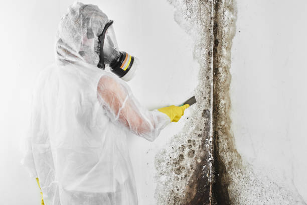 Best Crawl Space Mold Removal  in Jacobus, PA