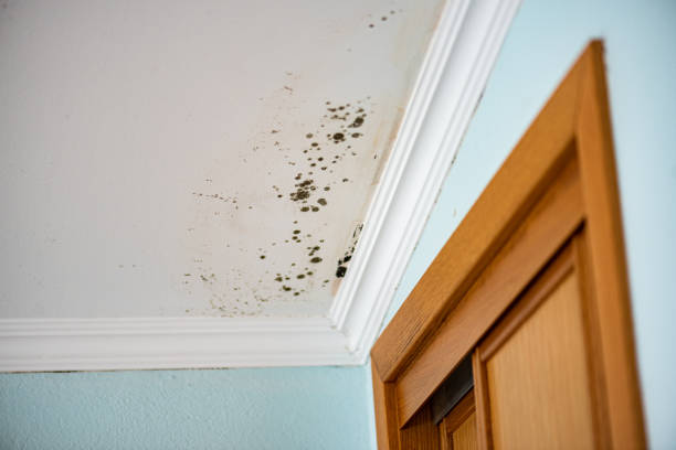 Best Fast Mold Removal  in Jacobus, PA