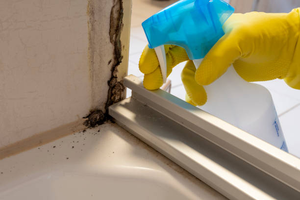 Best Mold Remediation Experts  in Jacobus, PA