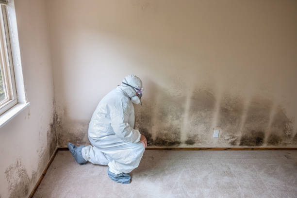Best Mold Remediation  in Jacobus, PA