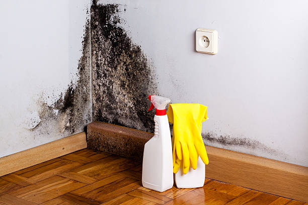 Best Professional Mold Removal  in Jacobus, PA