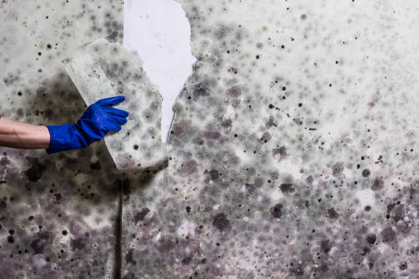 Best Black Mold Removal  in Jacobus, PA