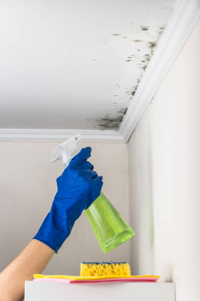 Reliable Jacobus, PA Mold Removal Solutions