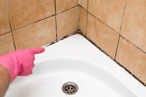 Best Mold Testing  in Jacobus, PA